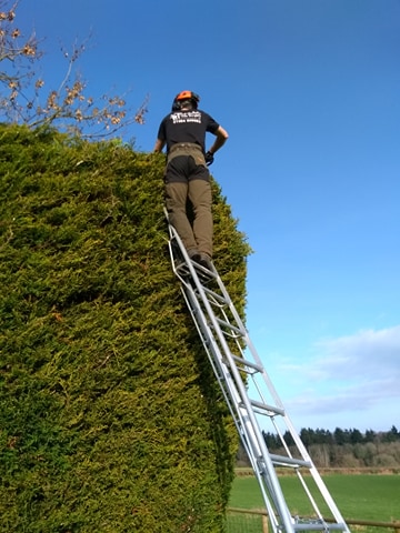 Hedge Maintenance