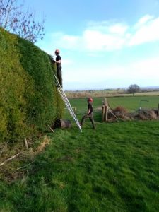 Hedge Maintenance