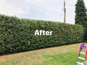 hedge trimming after